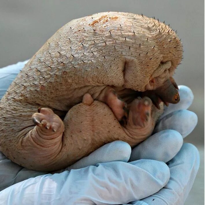 Сколько весит детеныш. Живорожденныеэивотные. Новорождённые животные. Новорожденные млекопитающие.