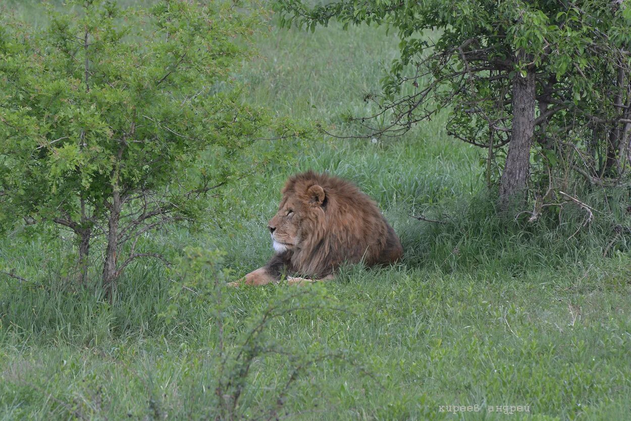 олег зубков парк львов. парк львов тайган в крыму. юбилейный сафари парк. лев из тайгана из дерева. олег зубков тайган.