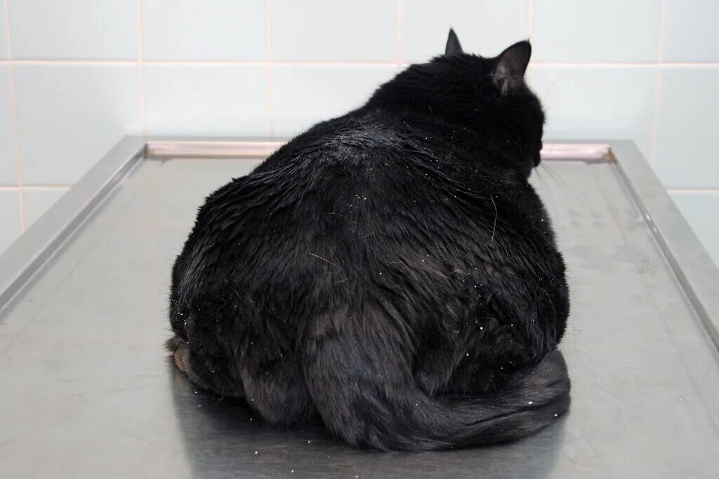 Толстый черный. Жирная черная кошка. Жирный черный кот. Толстые черные коты. Жирный черный котик.