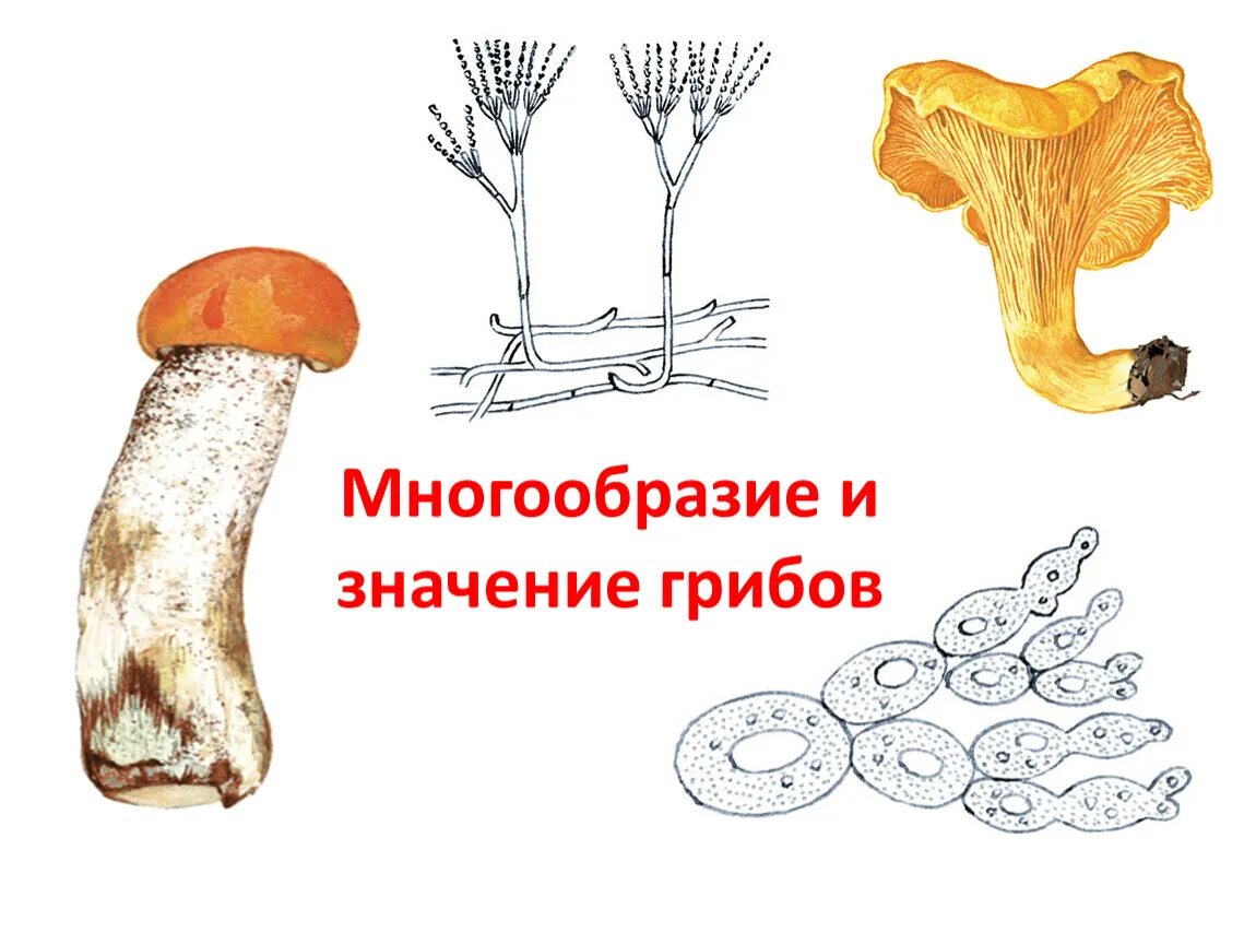 Разнообразие грибов. Многообразие грибов в природе. Многообразие грибов 5 класс. Грибы 5 класс биология.