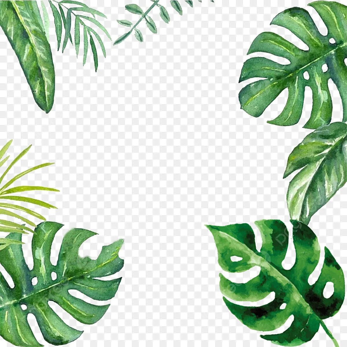 Монстера край листа. Лист пальмы. Тропические листья. Тропические листья на прозрачном фоне. Тропические листья пальмы.