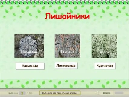Тест лишайники