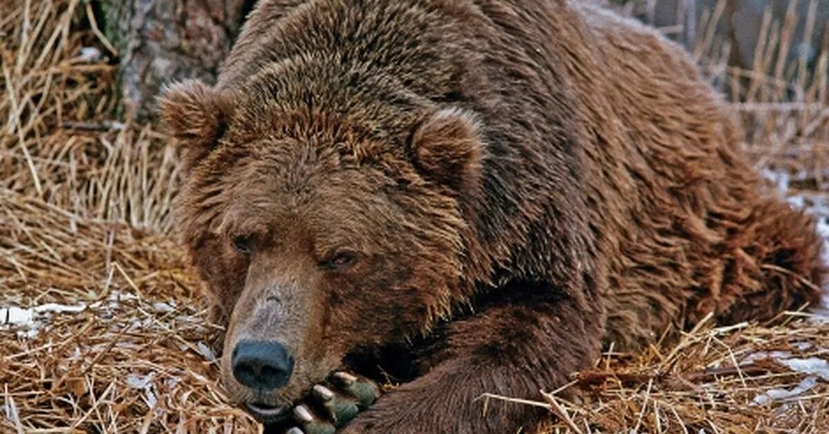 Сочинение по фотографии камчатский бурый медведь 5. Николаенко Камчатский медведь.