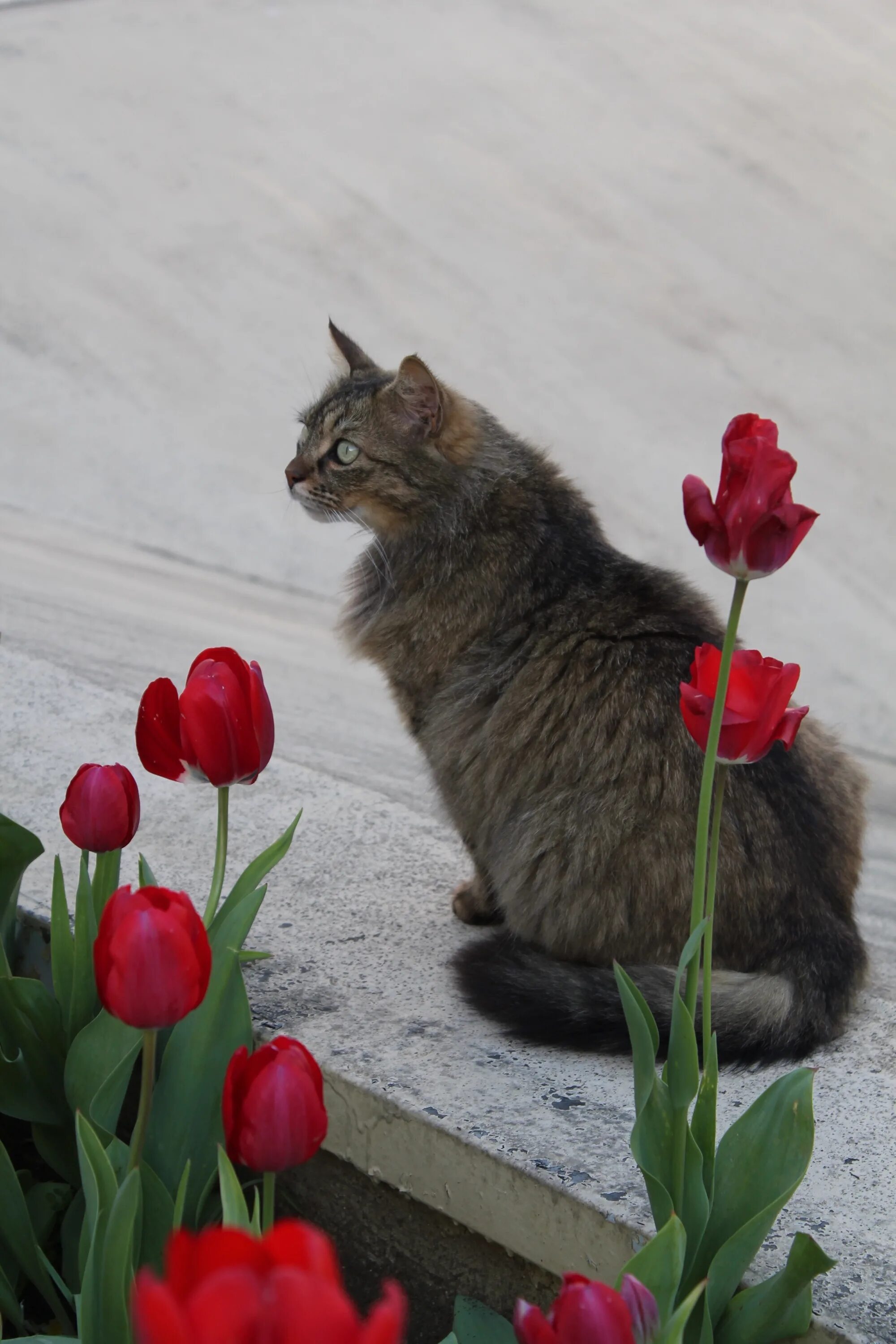 Кот с тюльпанами. Котенок с тюльпанами. Котейка в тюльпанах. Котик с тюльпанами