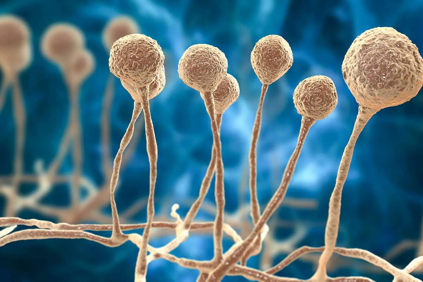 Mucor. Плесень мукор. Ризопус олигоспорус. Клетка плесени мукора. Мукор белая плесень гриб.