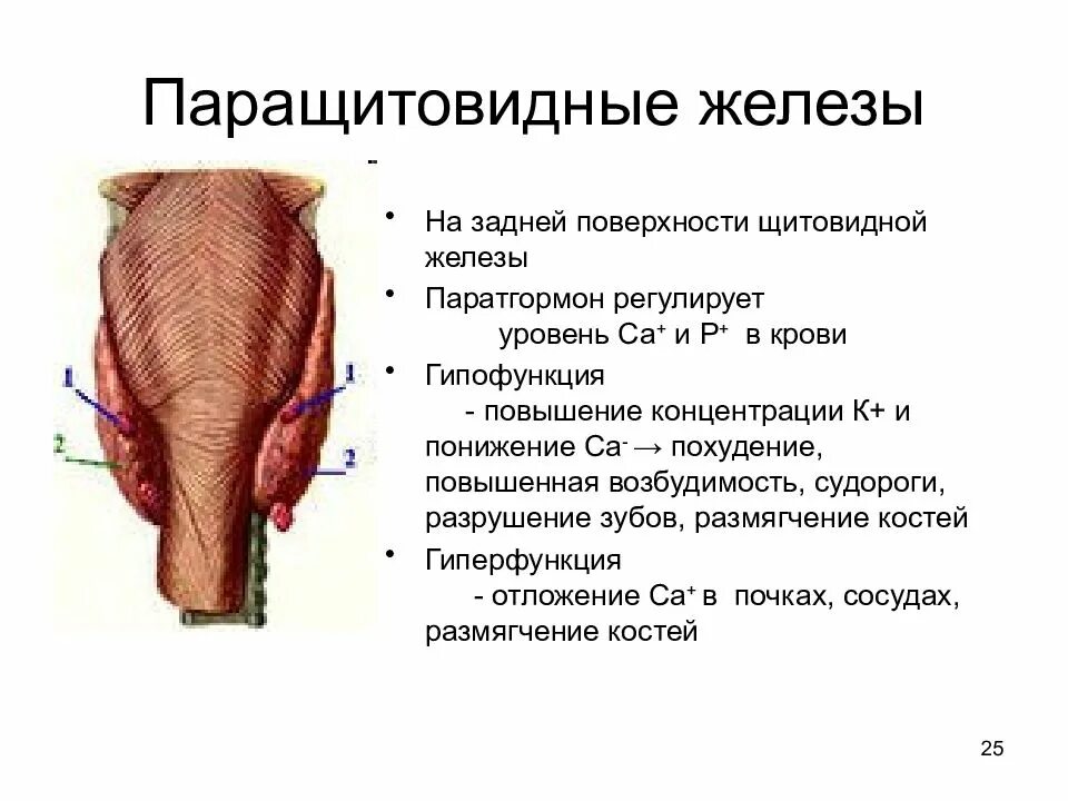 Функции щитовидной и паращитовидной железы. Строение паращитовидной железы анатомия. строение щитовидной железы человека вид сзади. паращитовидная железа строение. околощитовидная железа строение.