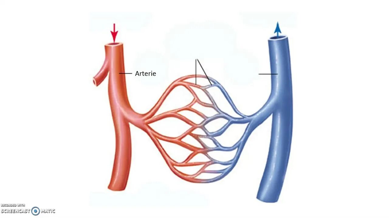 Вена аретерия капиляр. Капеляр