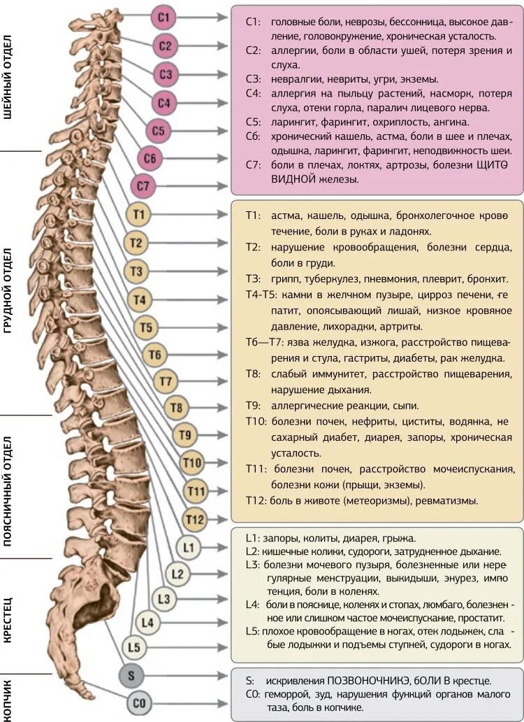 Нумерация позвонков в позвоночнике человека. L2 позвонок. Болит позвонок сбоку. Нуга Бест позвоночник опора жизни. Кишечник поясница