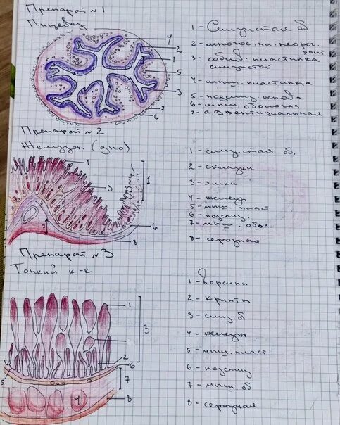 Альбом по гистологии. Материал по гистологии. Тетрадь гистология. Альбом по гистологии. Конспекты по гистологии.