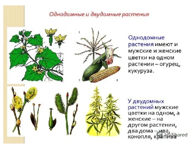 Двудомными называют растения у которых развиваются цветки