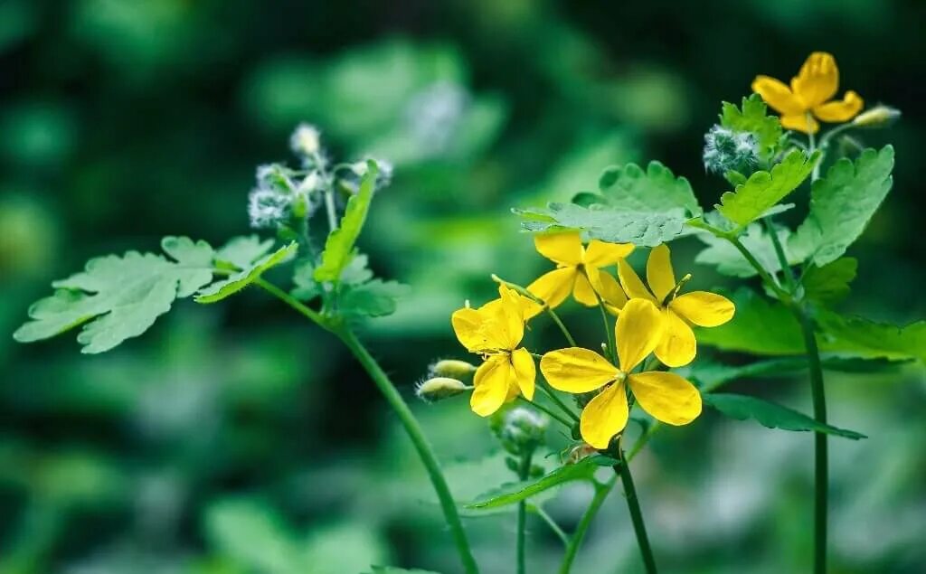 Ем чистотел. Chelidonium majus. Чистотел трава. Чистотел большой (Chelidonium majus l.). Чистотел соцветие.