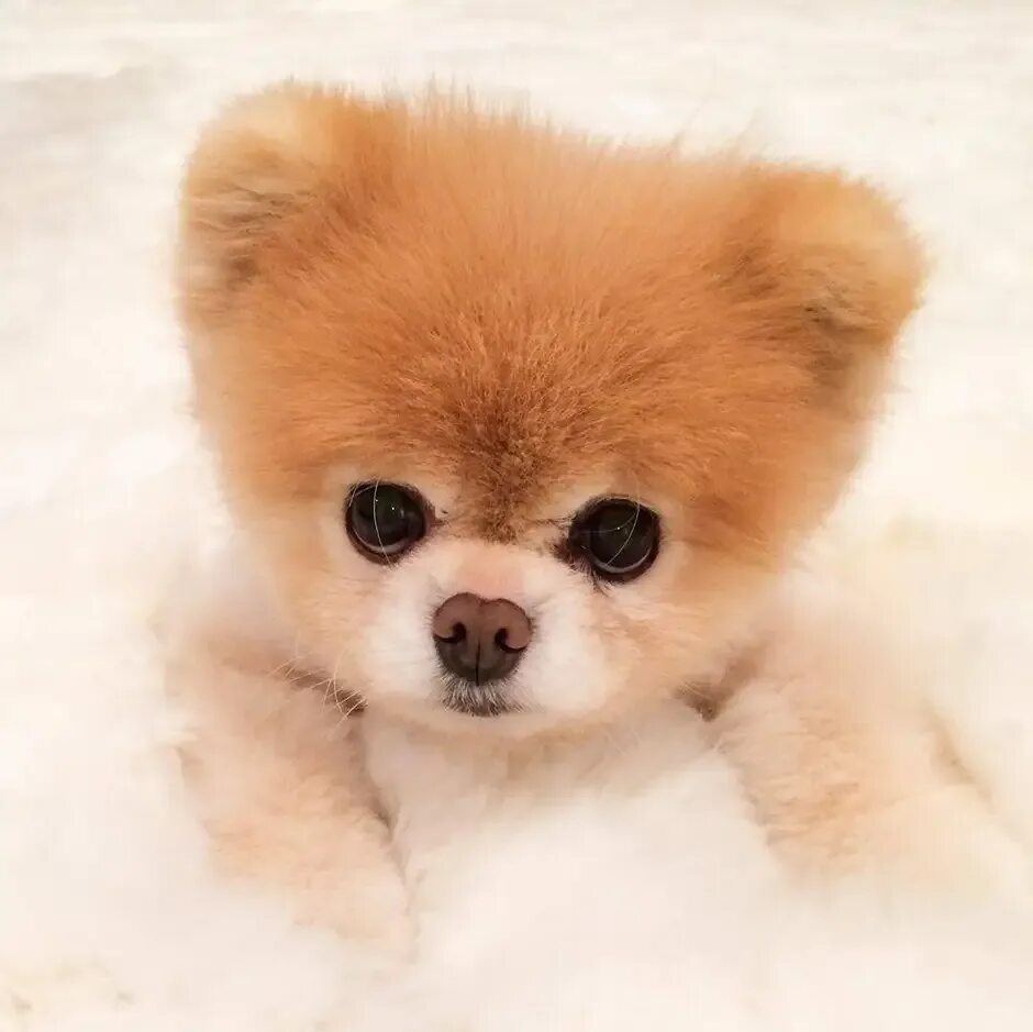 Самый милый песик. Померанский шпиц boo. Померанский шпиц бу. Померанский шпиц беленький. Карликовый шпиц боо.