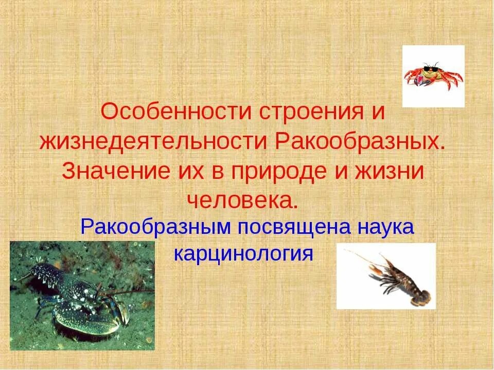Какого значение ракообразных в природе. Особенности строения ракообразных. особенности строения и жизнедеятельности ракообразных. особенно́сти жизнедеятельности ракообразных. ракообразные в природе и в жизни человека.