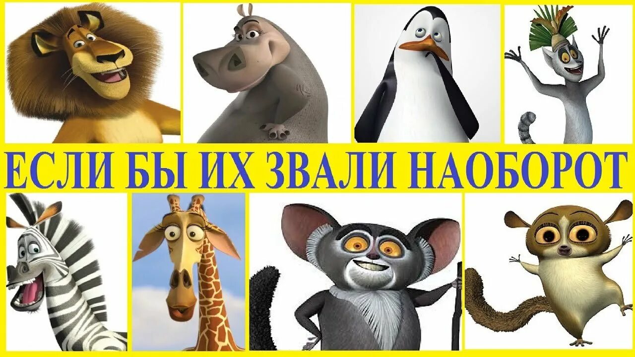 Как звали животных из мультиков. Герои мадагаскара имена. мадагаскар имена. мадагаскар имена животных.