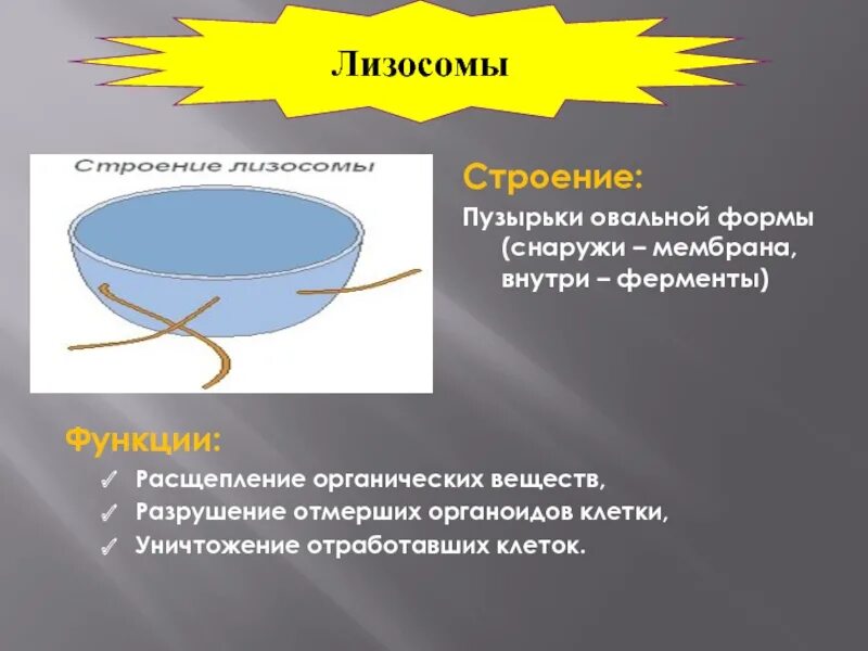 Везикула функции. Лизосомы строение пузырьки овальной. лизосомы строение пузырьки овальной формы. авеольные пузырьки функции.