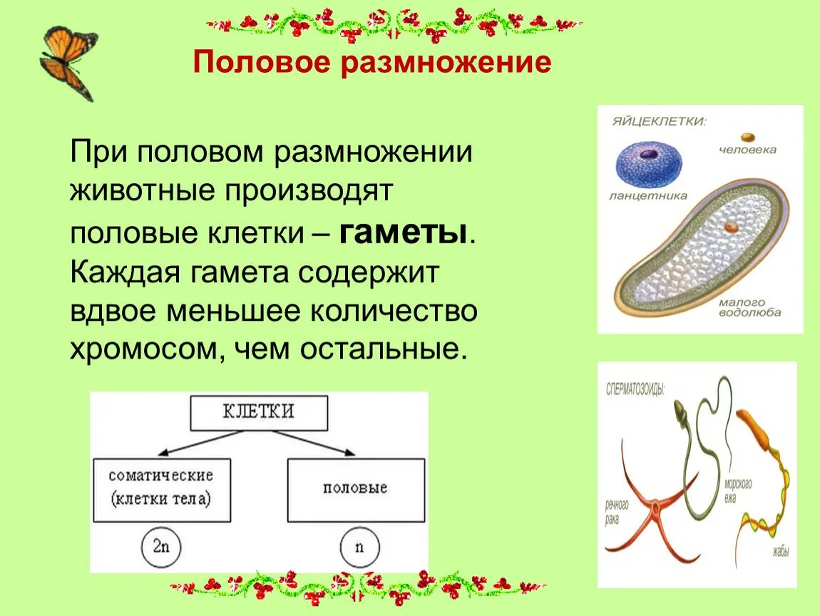 Половое размножение животной клетки. Половое размножение биология 9 класс. Генетические основа полового размножения организмов. Половое размножение гаметы.