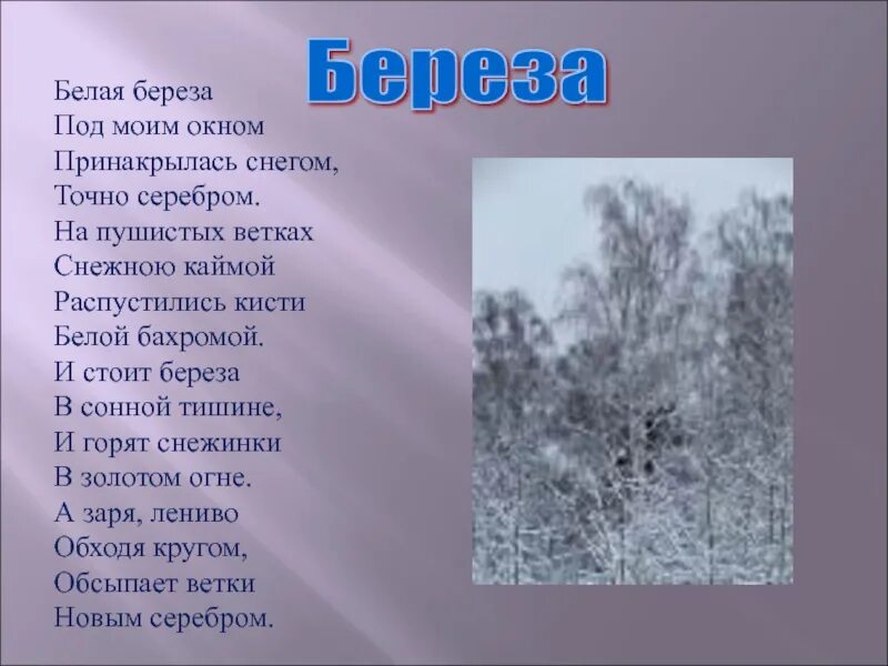 Песня береза у окна. Стихи есенина о природе. стихотворение есенина о природе 5 класс. есенин стихи о природе 5 класс. есенин стихи о природе белая береза.