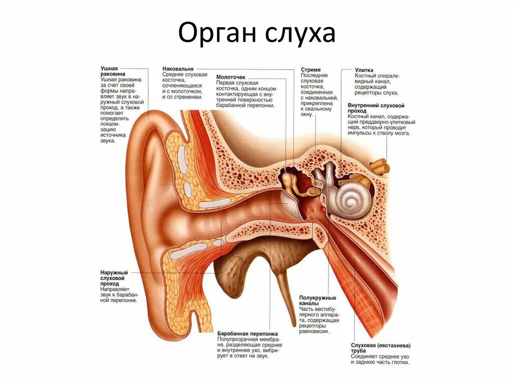 Слуховые пороги. Схема внутреннего уха ушной раковины. Ухо строение анатомия ушная раковина. Строение уха человека изнутри. Строение уха человека схема внутри.