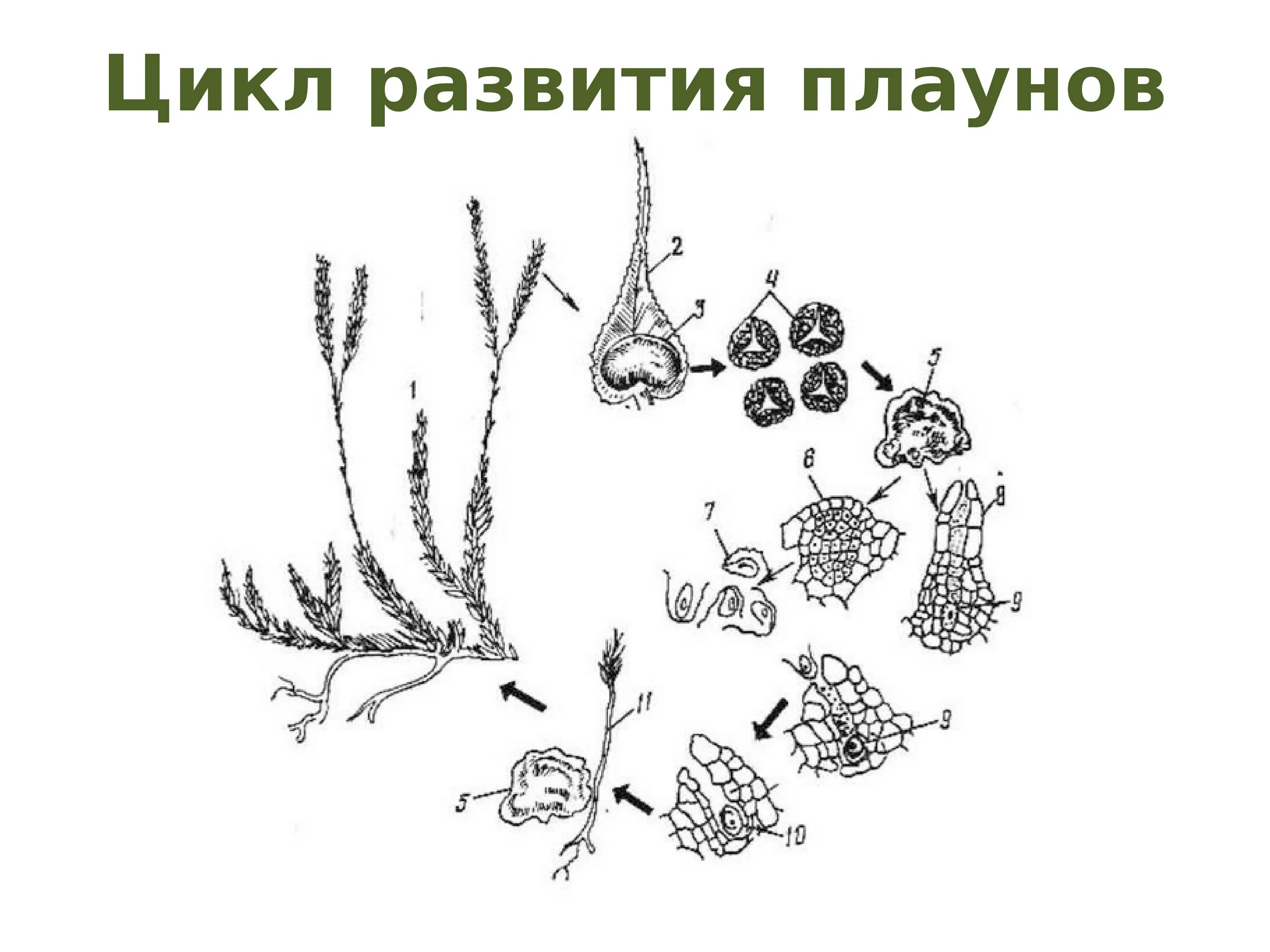 Жизненный цикл плауна булавовидного схема. Цикл развития плауна булавовидного. Цикл развития плауна булавовидного схема. Жизненный цикл плаунов схема. Плауны егэ