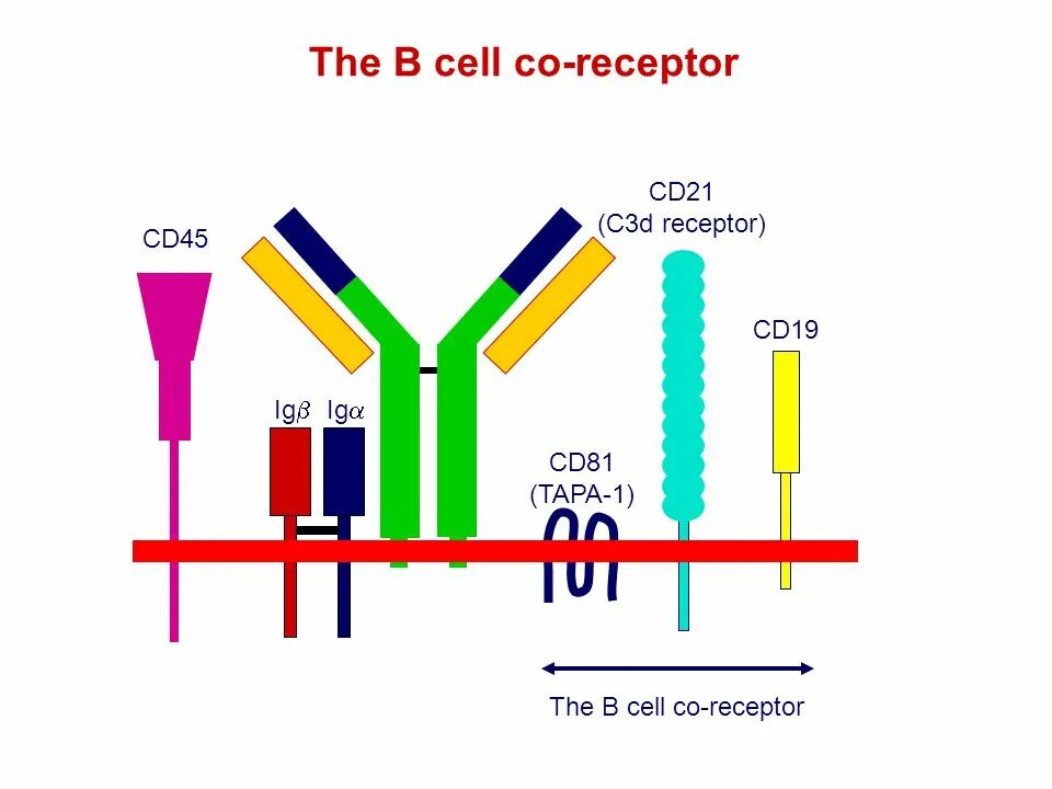 Cd21 Рецептор. Строение BCR рецептора. Б клеточный Рецептор BCR. BCR иммунология строение. Cd19 лимфоциты