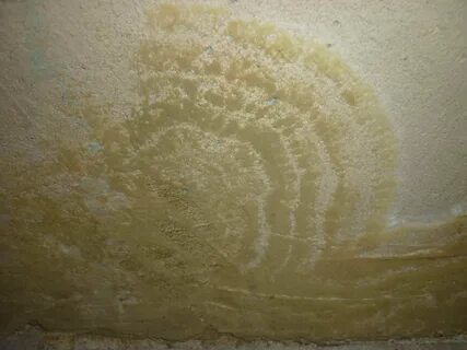 Грибок на стенах в квартире фото - DelaDom.ru