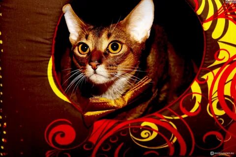 Кошка 8