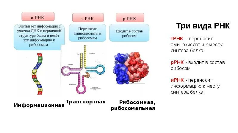 Рнк состоит из аминокислот. Переносит аминокислоты к месту синтеза белка. место синтеза рнк. рнк переносят аминокислоты к месту синтеза белка.