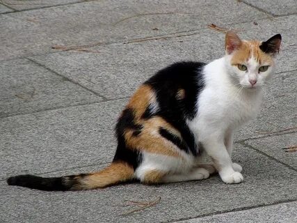 Неизвестные коты