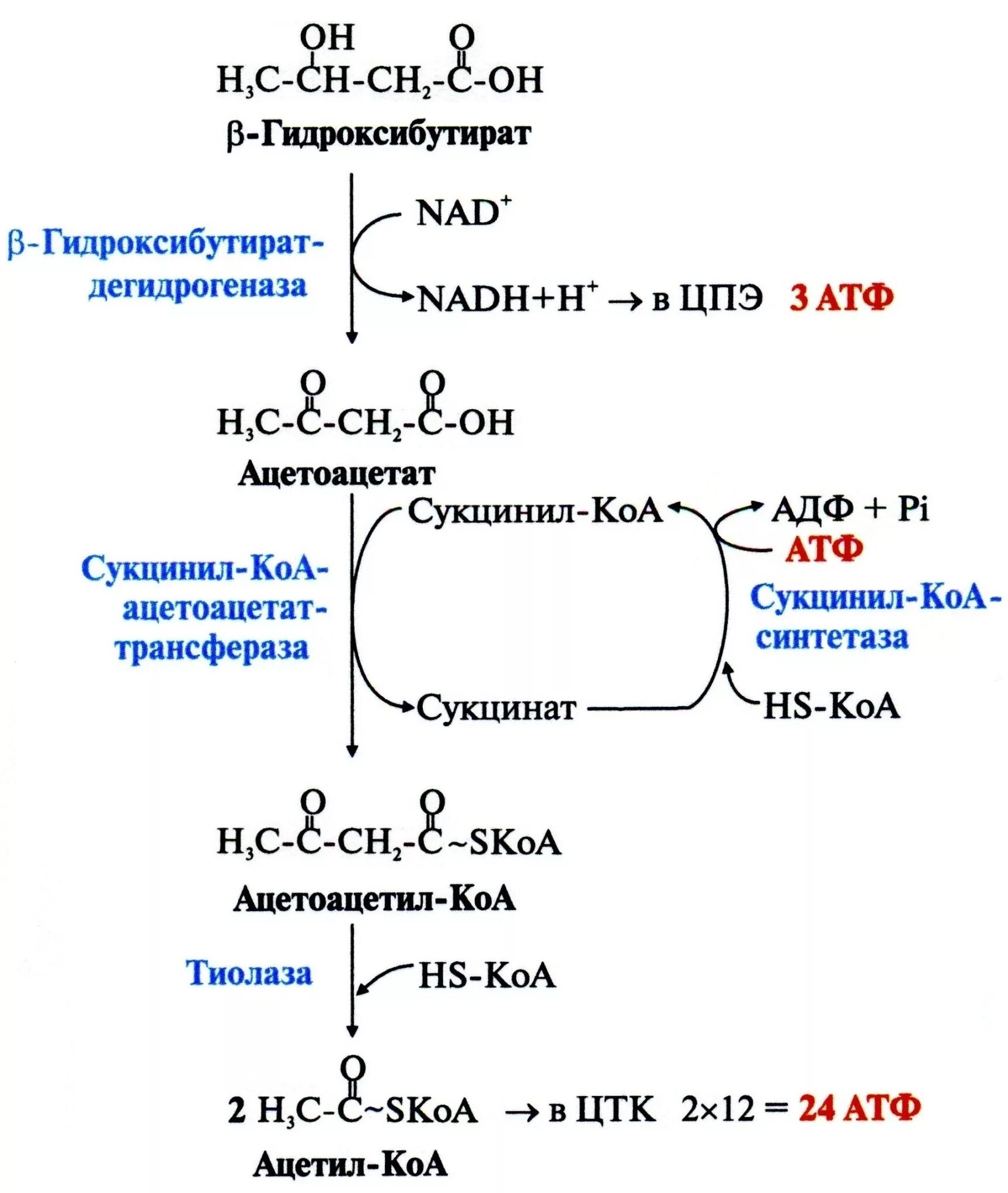 Синтез кетоновых тел АТФ. Синтез бета гидроксибутирата. Синтез кетоновых тел биохимия. Схема синтеза кетоновых тел в биохимии. Превращение ацетил коа