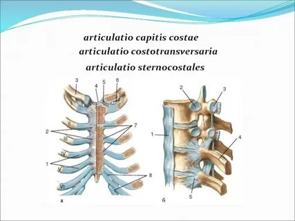 Articulatio capitis costae