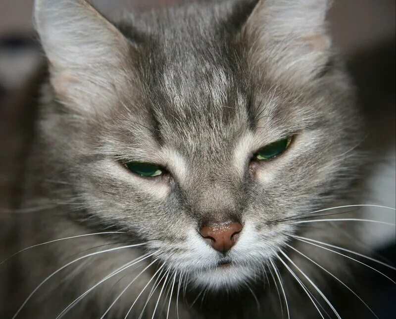 стихи про котенка до слез. растрогана как. грустный котенок. грустные стихотворение про котов. бывает накроет тоскою и хочется плакать.