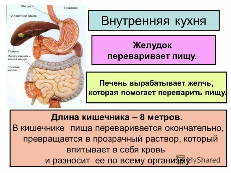 Сколько переваривается кофе. Еда не переваривается в желудке. желудок не переваривает пищу. желудок не усваивает пищу. желудок не переваривает пишу.