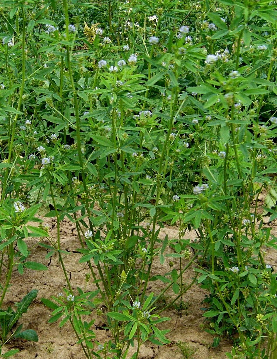 пажитник сенной. пажитник сенной шамбала. пажитник растение где растет. пажитник сенной растение. пажитник сенной растение.