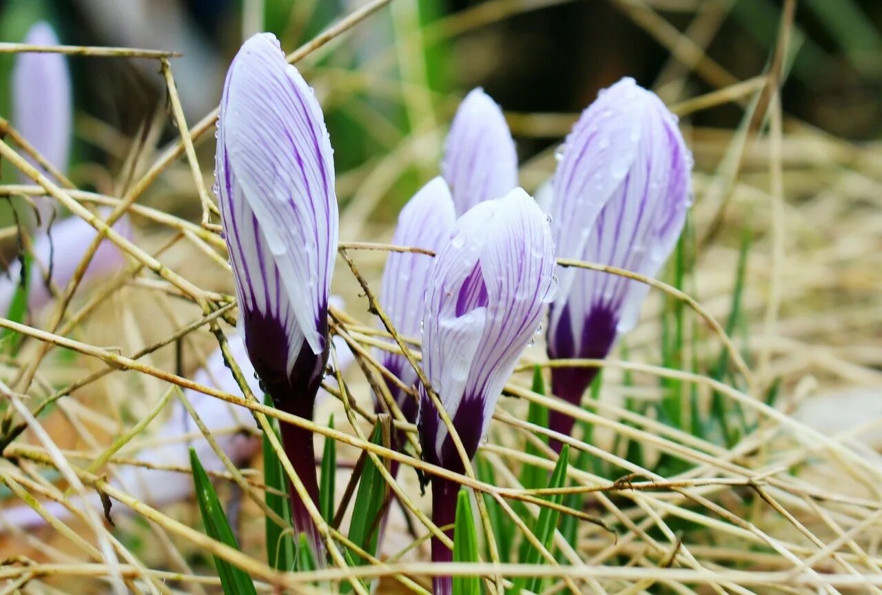 Песня жизнь крокус. Крокус Королькова. Spring Crocus цветок. Ранние весенние дикорастущие растения.