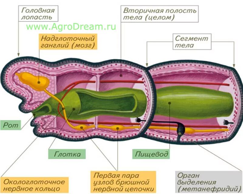 Сегмент дождевого червя. Схема строения кольчатого червя. Пищеварительная система многощетинковых червей. Кольчатые черви строение. Пищеварительная система кольчатых червей червей.