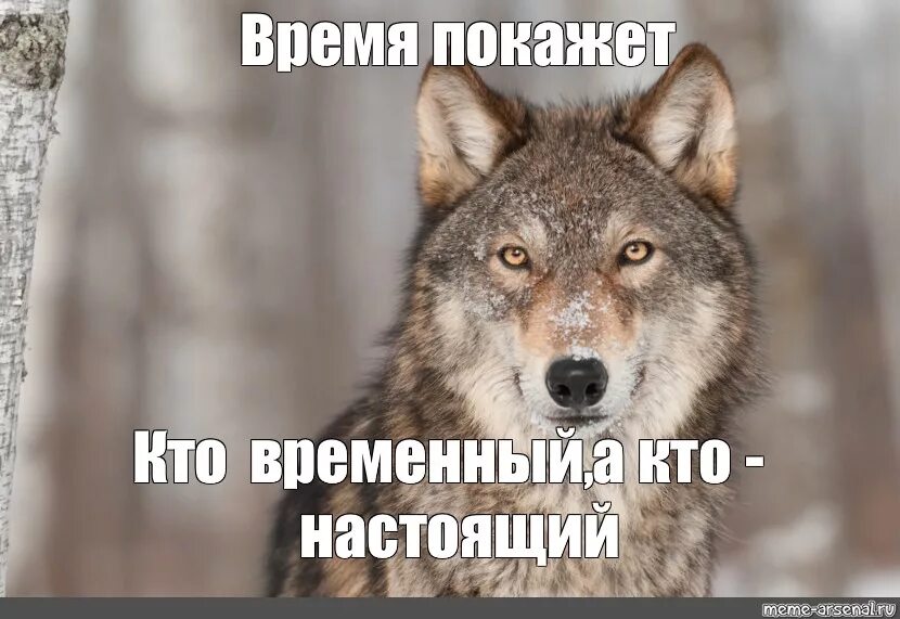 Кто мне расскажет кто подскажет. Серый волк Мем. Что умеет делать волк. Волчьи мемы. Волк Мем.