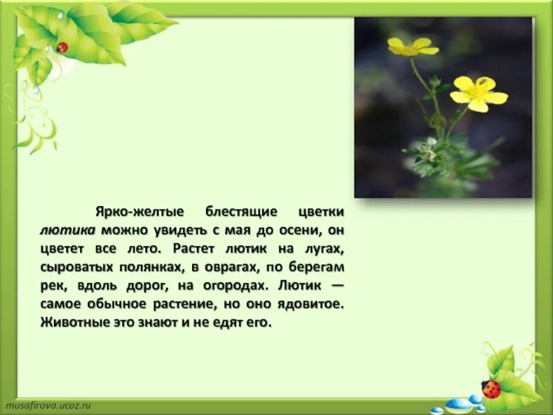 Почему не нужно рвать цветы и ловить бабочек. Почему мы не будем рвать цветы и ловить бабочек. Почему мы не будем рвать цветы. Почему не будем рвать цветы и ловить бабочек 1 класс. Каких бабочек нельзя увидеть днем на лугу