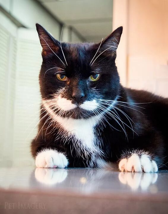 Tuxedo cat. Tuxedo порода кошек. такседо кот. такседо кот порода. порода тукседо.