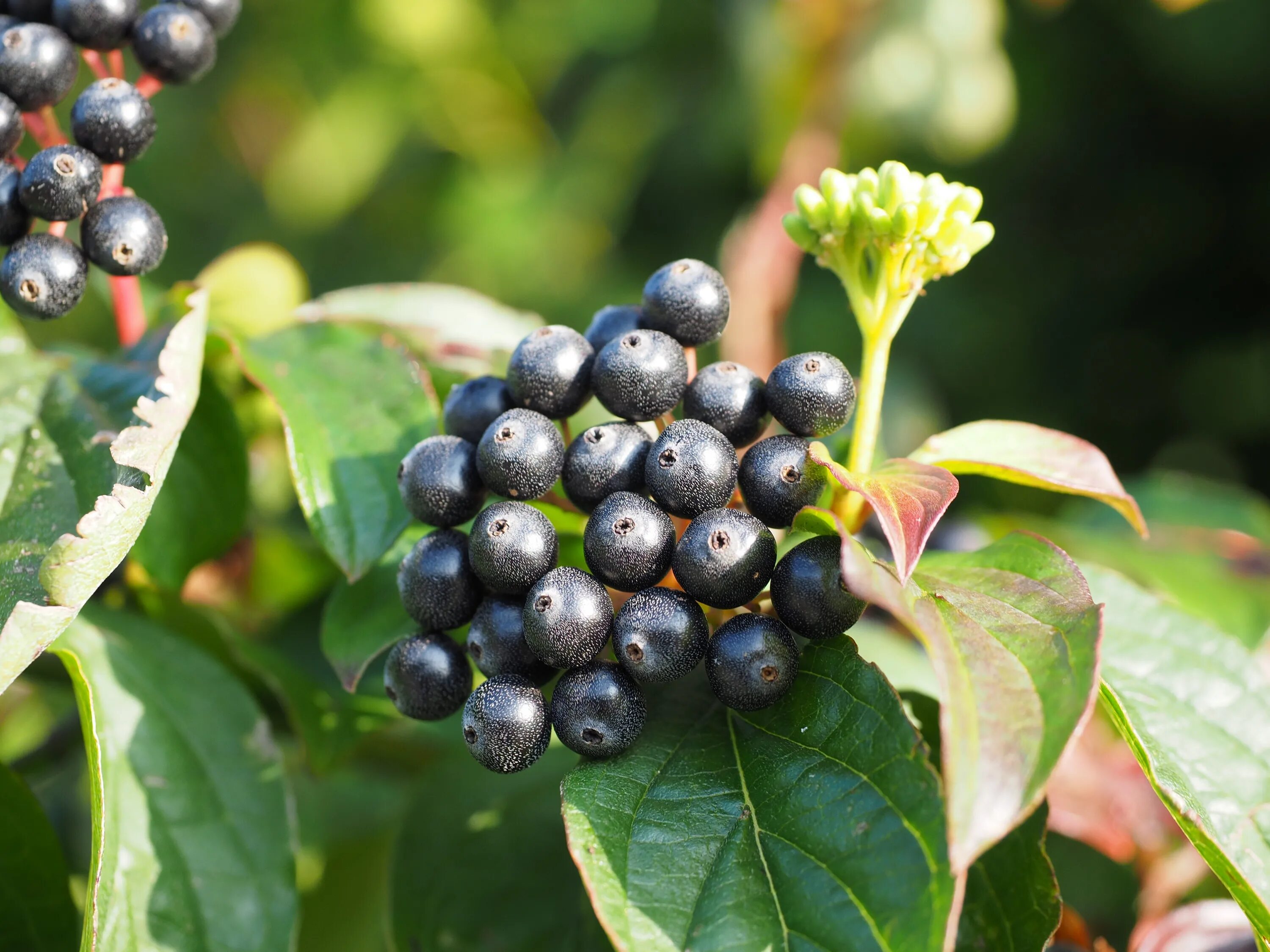 Зелено черная ягода. Бузина черноплодная. Cornus sanguinea. Дерен дикий с черными ягодами.