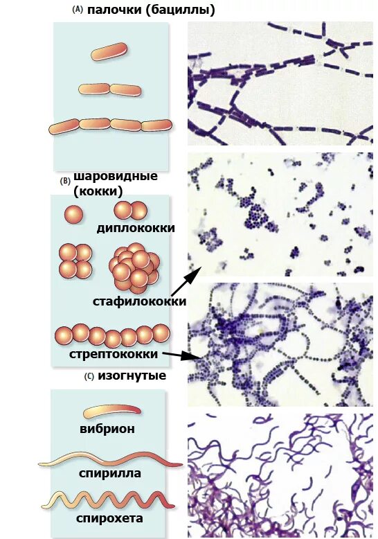 Палочки кокки. Палочки и кокки образующие споры. Споры кокков. Споры образуют кокки палочки спирохеты риккетсии.