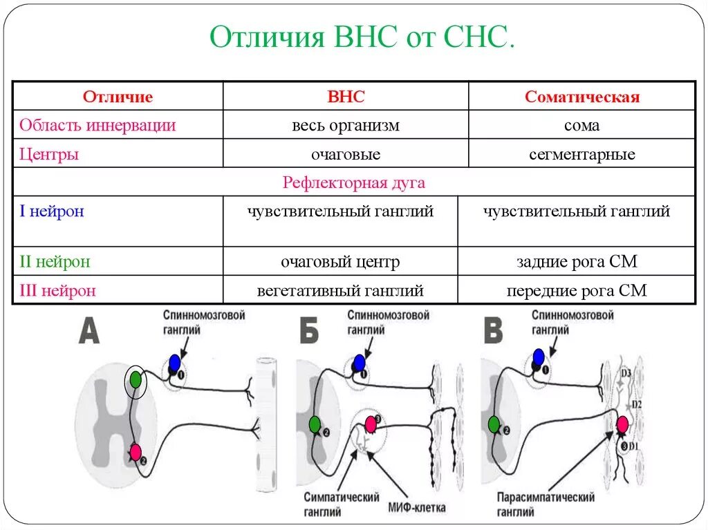 СНС И ВНС отличия. Соматическая и вегетативная иннервация. Отличия ВНС И СНС таблица. Отличия вегетативной нервной системы от соматической.