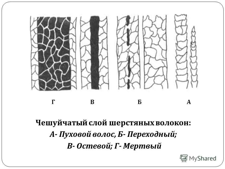 строение шерстных волокон. строение шерстяных волокон овец. строение волокна шерсти. гистологическое строение шерстяных волокон. гистологические элементы ксилемы.