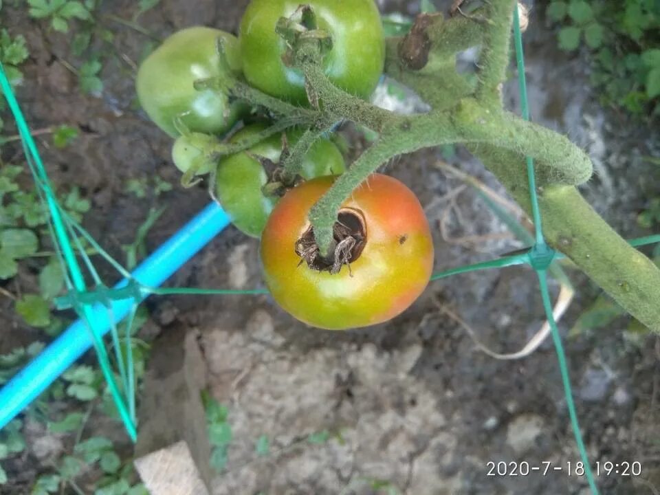 Почему помидоры краснеют. Отчего томаты краснеют. Багровеют помидоры. Помидоры не краснеют. Краснею как томат.