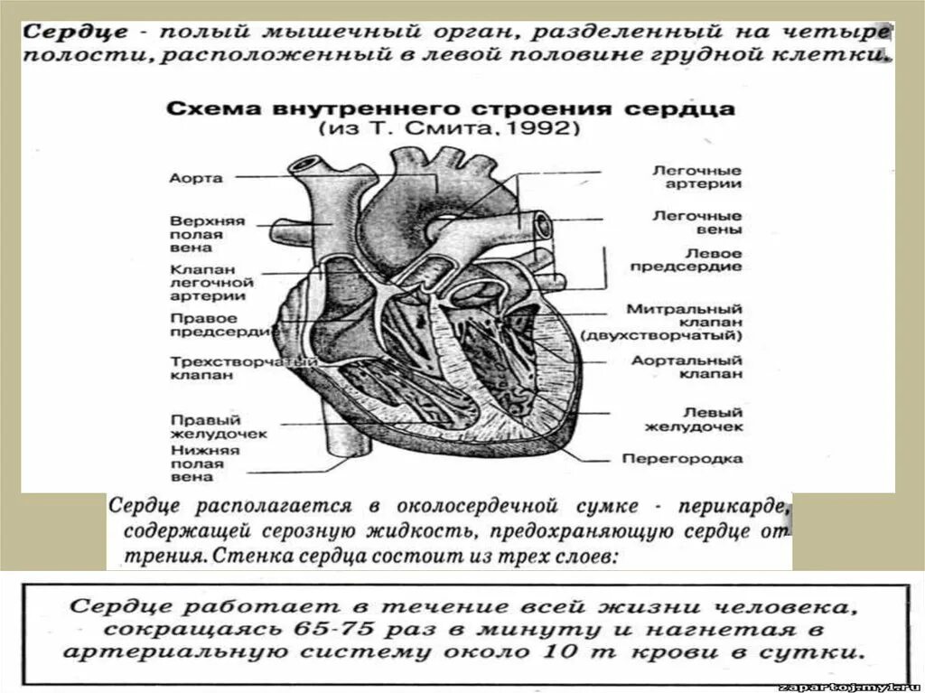 Строение сердца человека егэ. Егэ биология анатомия строение сердца. Строение сердца егэ биология рисунок. Строение сердца верхняя полая вена. Схема строения сердца человека 8 класс биология.