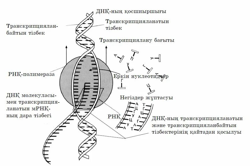 Смысловая и транскрибируемая цепь днк решение. Инициация матричного синтеза ДНК. Транскрипция биология. Реакции матричного синтеза транскрипция. Какова роль ДНК В процессе биосинтеза белка.