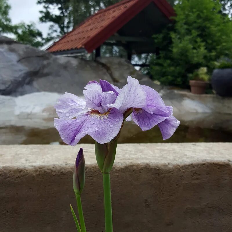 ирис пинк парфейт. ирис сибирский пинк парфе. ирис pink parfait. ирис сибирский пинк парфейт. ирис пинк парфайт.