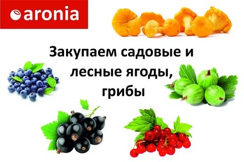 Прием ягод
