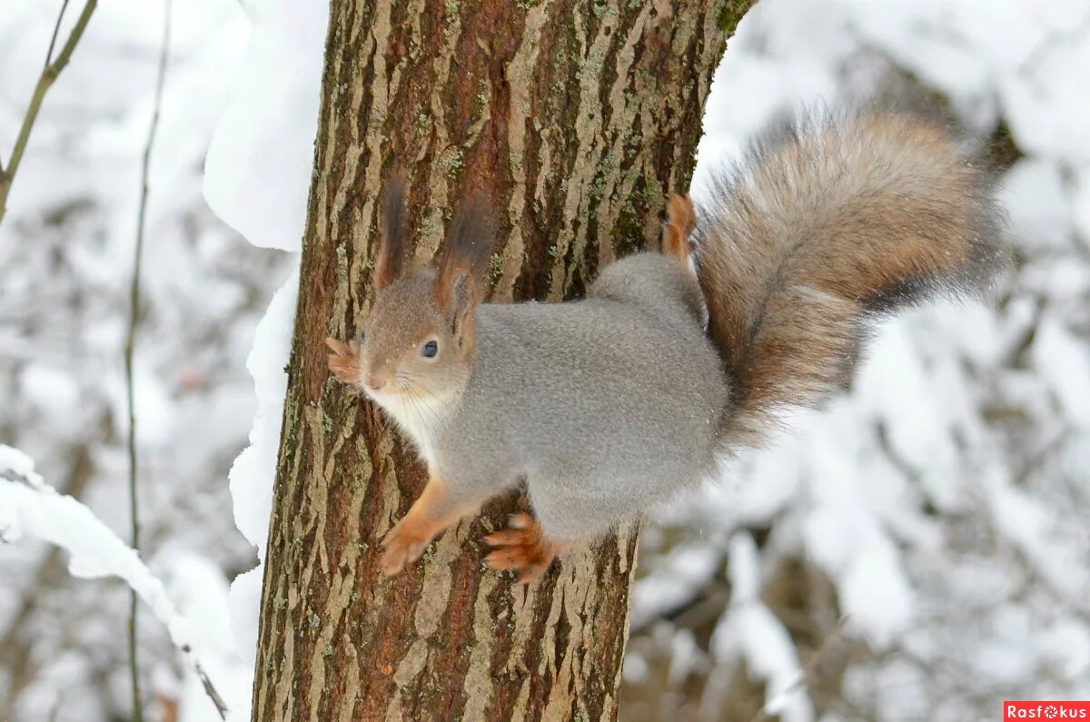 серая канадская белка. североамериканская белка. белки средней полосы россии. белки породы. лисья белка.