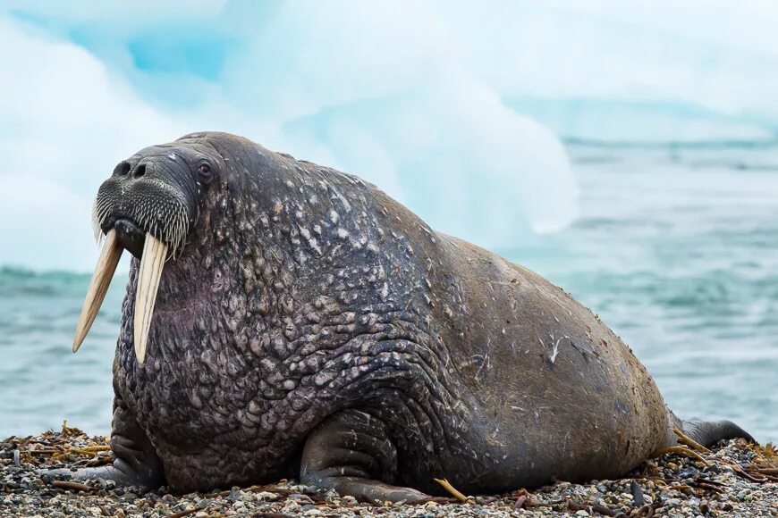 Морж в природе. Животные арктики морж. Морские млекопитающие морж. Ластоногие моржи. Морж (odobenus rosmarus).