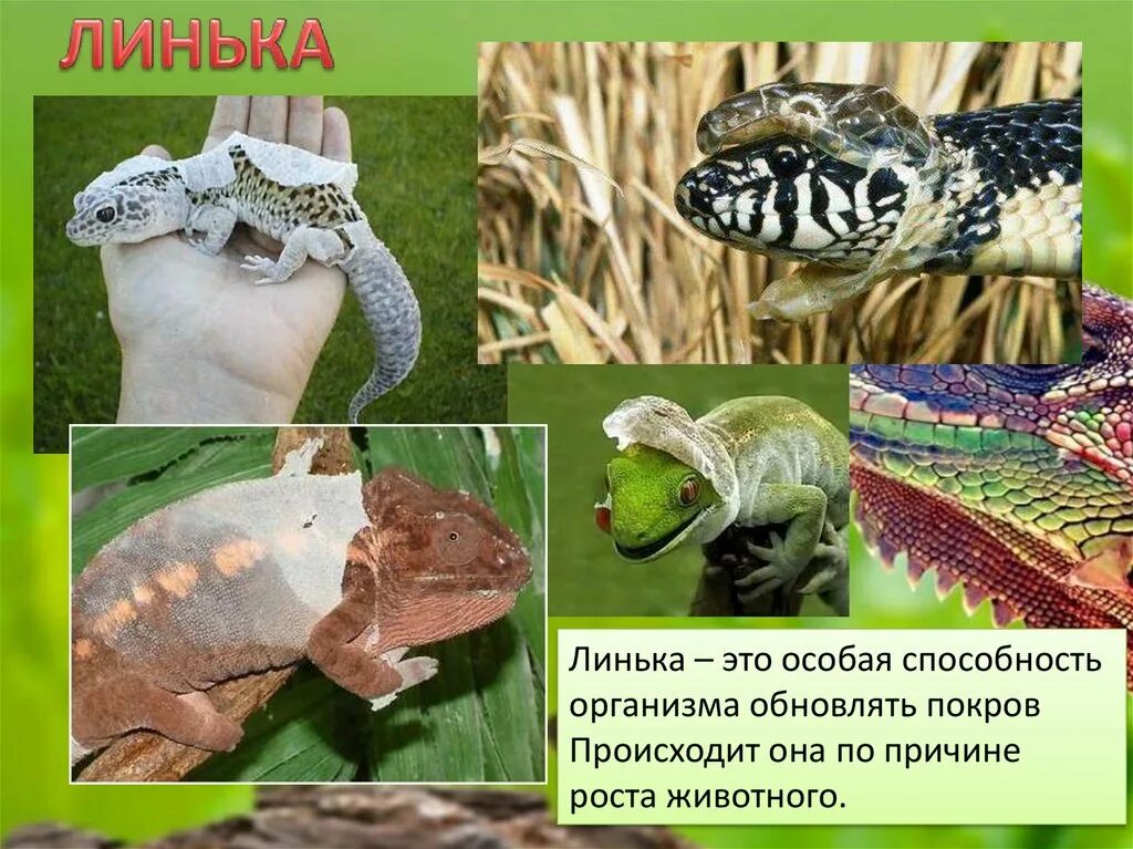 Линька пресмыкающихся